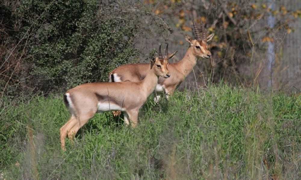 Gazelle Valley