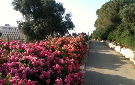 WOHL Rose Garden